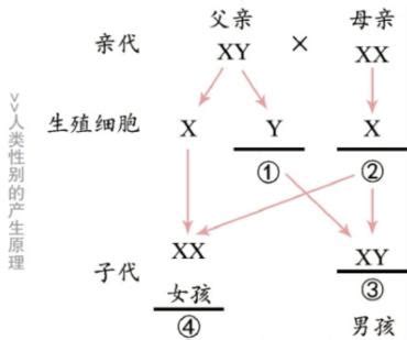 生男生女基因|生男还是生女？其实早已写在了父亲的基因里